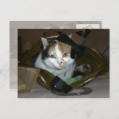 Carte Postale Calico chat dans un sac à provisions (Devant / Derrière)