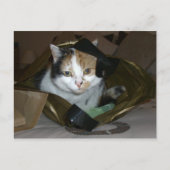 Carte Postale Calico chat dans un sac à provisions (Devant)