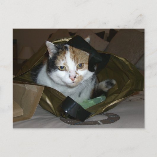 Carte Postale Calico chat dans un sac à provisions (Devant)