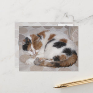 Carte Postale Calico chat enroulé sur le lit
