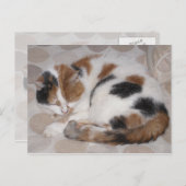 Carte Postale Calico chat enroulé sur le lit (Devant / Derrière)