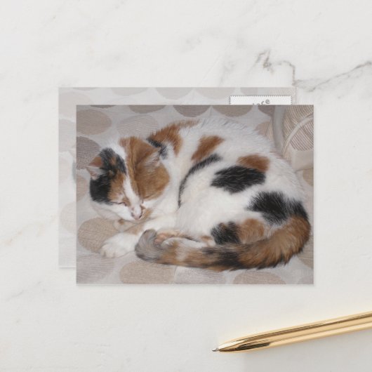Carte Postale Calico chat enroulé sur le lit (Devant/Arrière en situation)