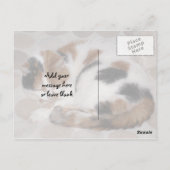 Carte Postale Calico chat enroulé sur le lit (Dos)