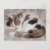 Carte Postale Calico chat enroulé sur le lit (Devant)