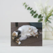 Carte Postale Calico chat serré sur le pont (Debout devant)