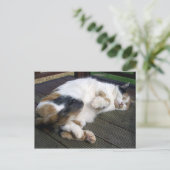 Carte Postale Calico chat serré sur le pont (Debout devant)