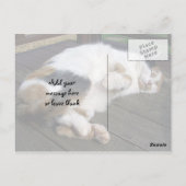 Carte Postale Calico chat serré sur le pont (Dos)