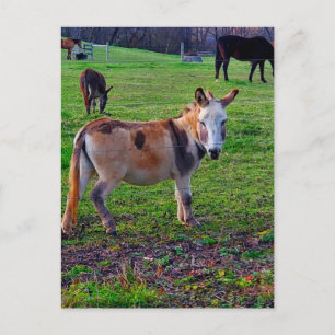 Carte Postale Calico Donkey