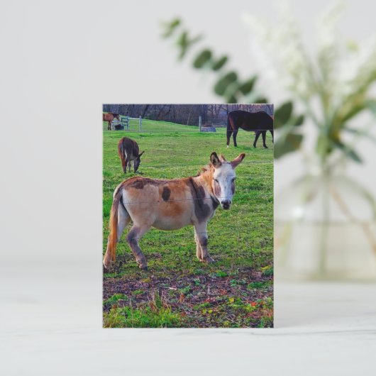 Carte Postale Calico Donkey (Debout devant)