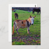 Carte Postale Calico Donkey (Devant / Derrière)