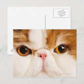 Carte Postale Calico Harlequin Perse (Devant / Derrière)