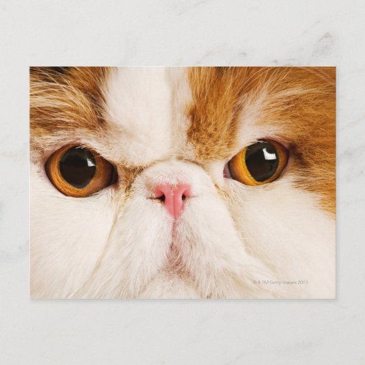 Carte Postale Calico Harlequin Perse (Devant)