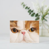 Carte Postale Calico Harlequin Perse (Debout devant)