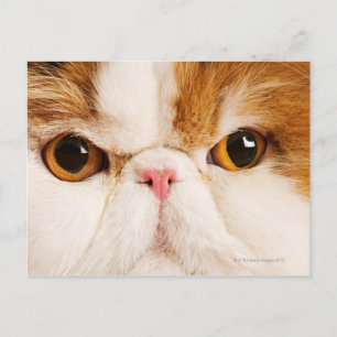 Carte Postale Calico Harlequin Perse