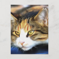 Calico Jaune Chat réaliste Portrait pour animal