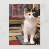 Carte Postale Calico Kitten (Devant)