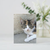 Carte Postale Calico Kitten (Debout devant)