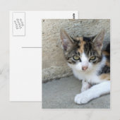 Carte Postale Calico Kitten (Devant / Derrière)