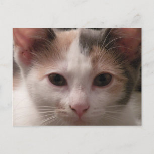 Carte postale Calico kitten