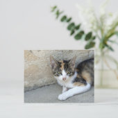 Carte Postale Calico Kitten (Debout devant)