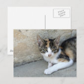 Carte Postale Calico Kitten (Devant / Derrière)