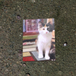 Carte Postale Calico Kitten