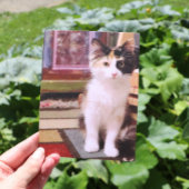 Carte Postale Calico Kitten