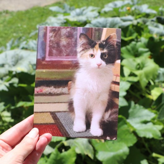 Carte Postale Calico Kitten