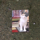 Carte Postale Calico Kitten