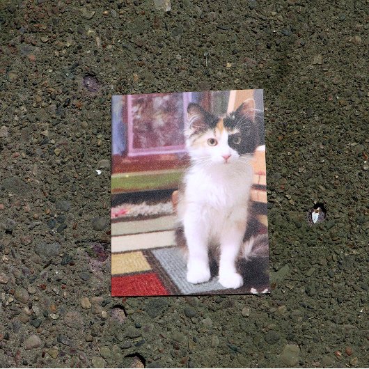 Carte Postale Calico Kitten