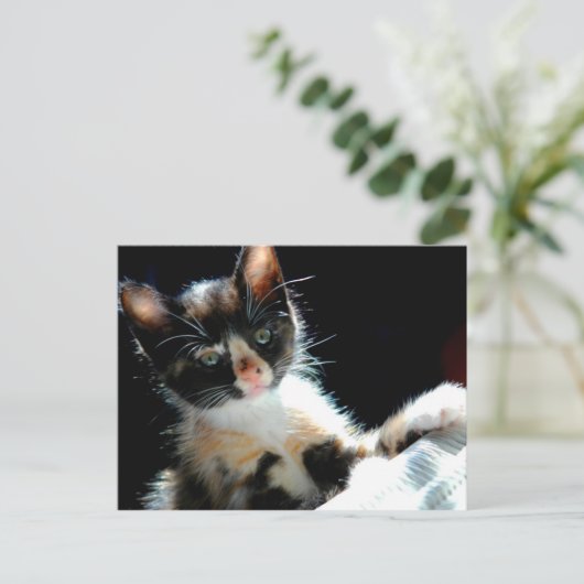 Carte postale Calico Kitten (Debout devant)