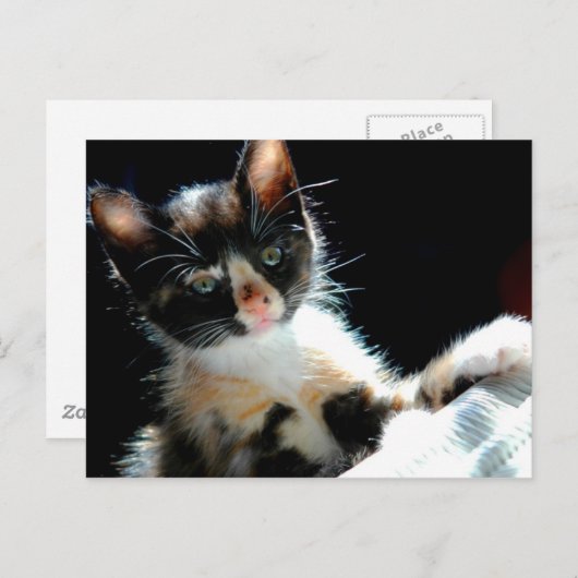 Carte postale Calico Kitten (Devant / Derrière)