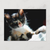 Carte postale Calico Kitten (Devant)