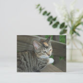 Carte Postale Calico Kitten, 1 (Debout devant)