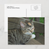 Carte Postale Calico Kitten, 1 (Devant / Derrière)