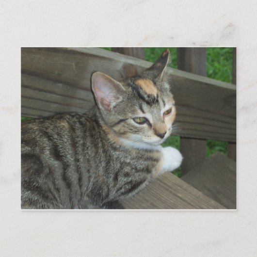Carte Postale Calico Kitten, 1 (Devant)