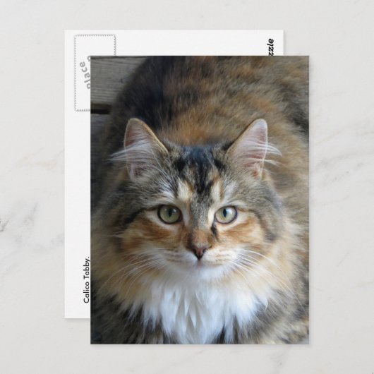 Carte Postale Calico Tabby (Devant / Derrière)