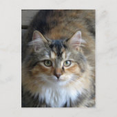 Carte Postale Calico Tabby (Devant)