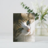 Carte Postale Calico Tiger (Debout devant)