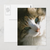 Carte Postale Calico Tiger (Devant / Derrière)