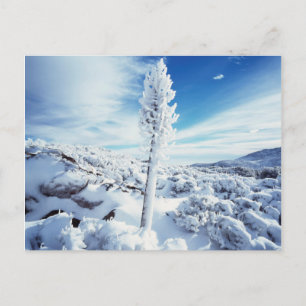 Carte Postale California, Anza Borrego Desert State Park 2