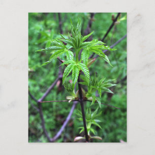 Carte postale California Buckeye Seedling