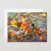 Carte Postale California Flannel Bush (Devant / Derrière)