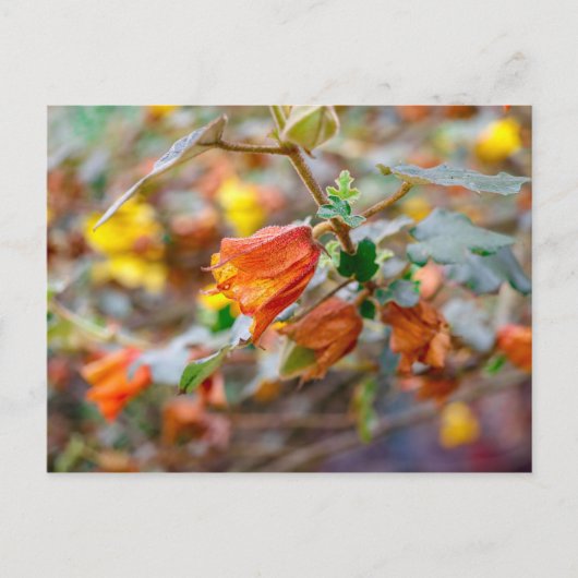 Carte Postale California Flannel Bush (Devant)