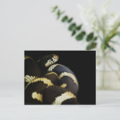 Carte postale California King Snake (Debout devant)
