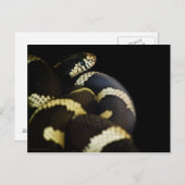 Carte postale California King Snake (Devant / Derrière)