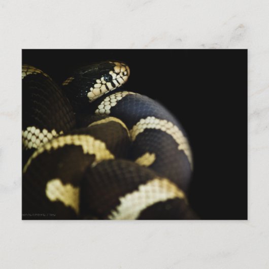 Carte postale California King Snake (Devant)