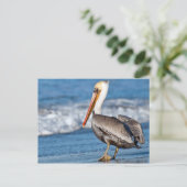 Carte Postale California Pelican on the Beach (Debout devant)