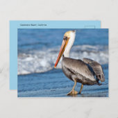 Carte Postale California Pelican on the Beach (Devant / Derrière)