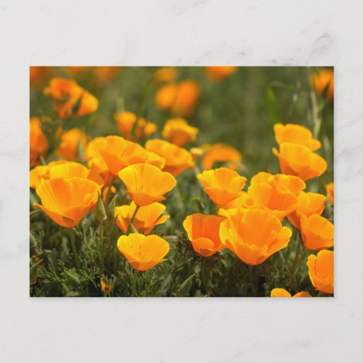 Carte Postale California poppies (Devant)